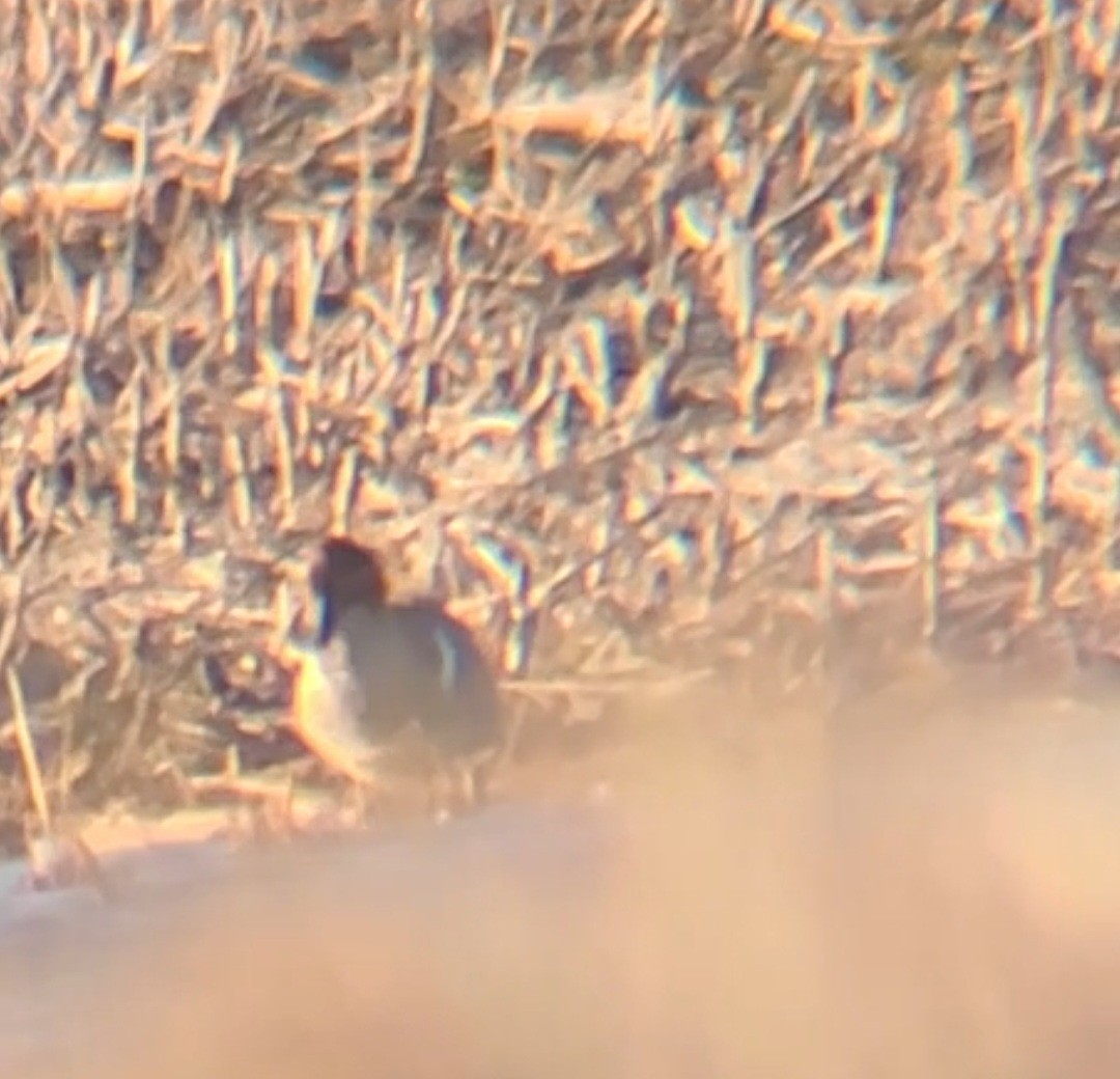 Green-winged Teal - Amy B