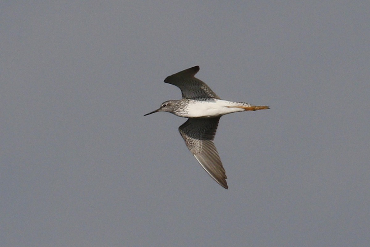 Lesser Yellowlegs - ML55745331