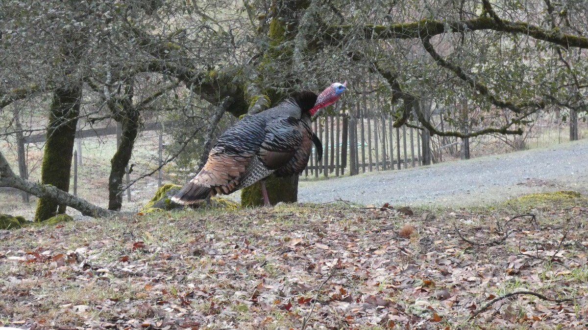 Wild Turkey - ML557453531