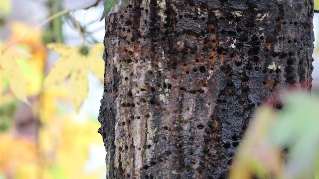 Anna's Hummingbird - ML557453661