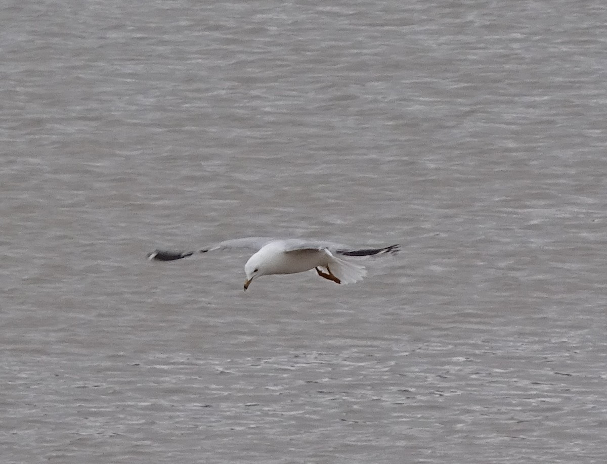 Ring-billed Gull - ML557453931