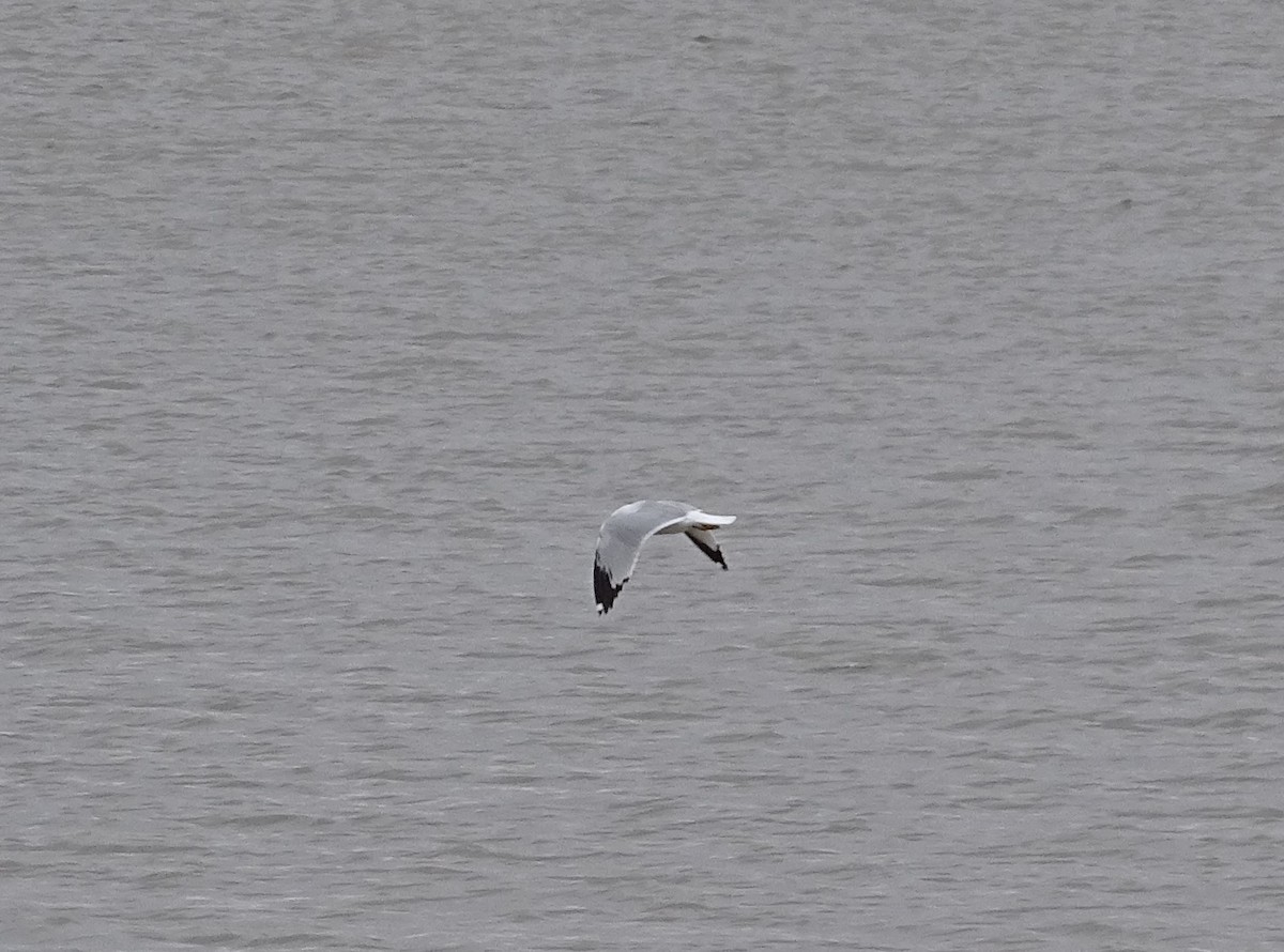 Ring-billed Gull - ML557454011