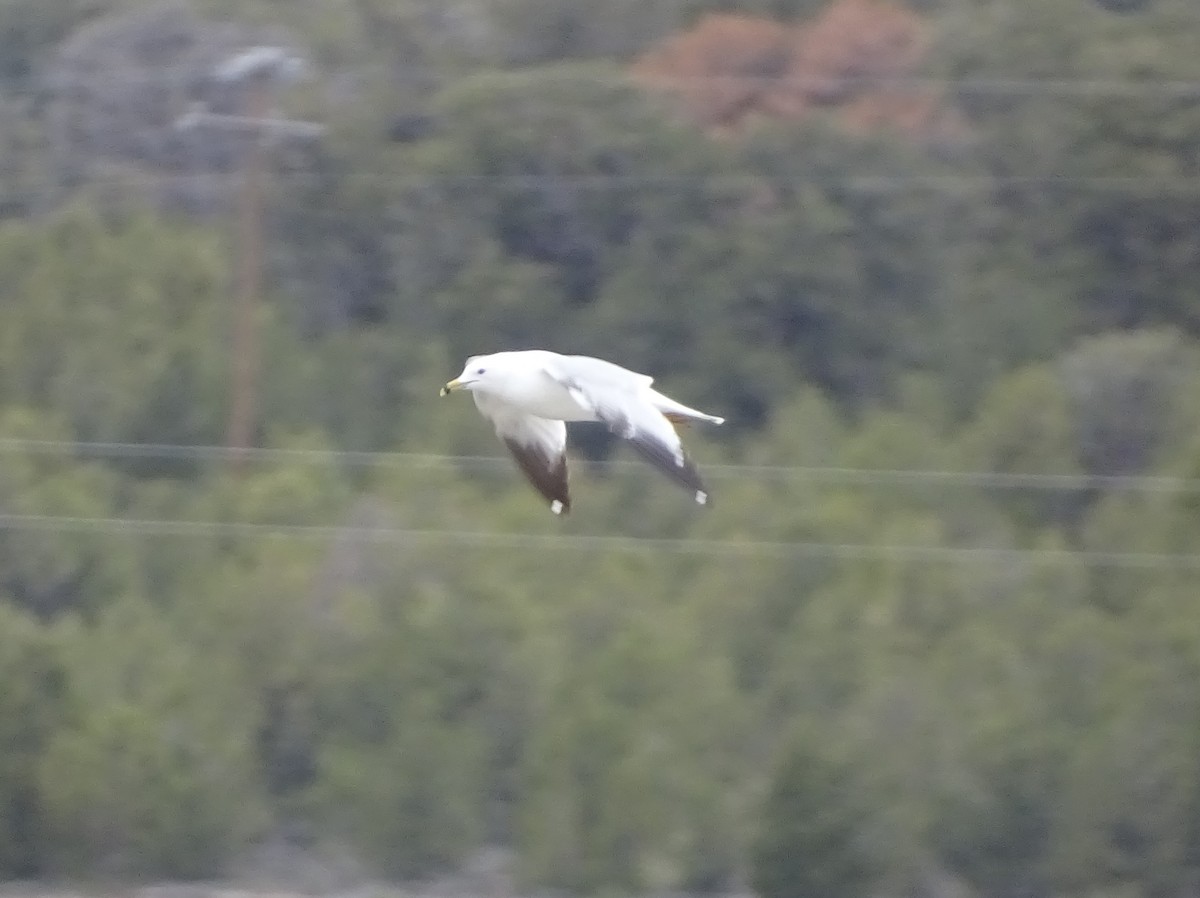 Ring-billed Gull - ML557454071