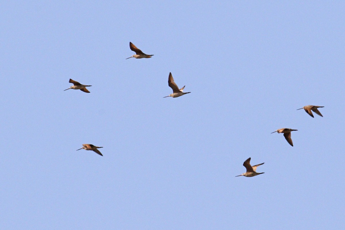 Marbled Godwit - ML55745421