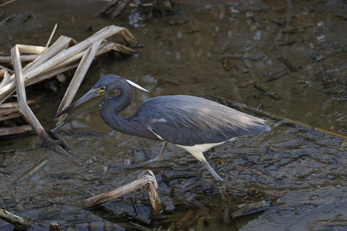 Tricolored Heron - ML55745461