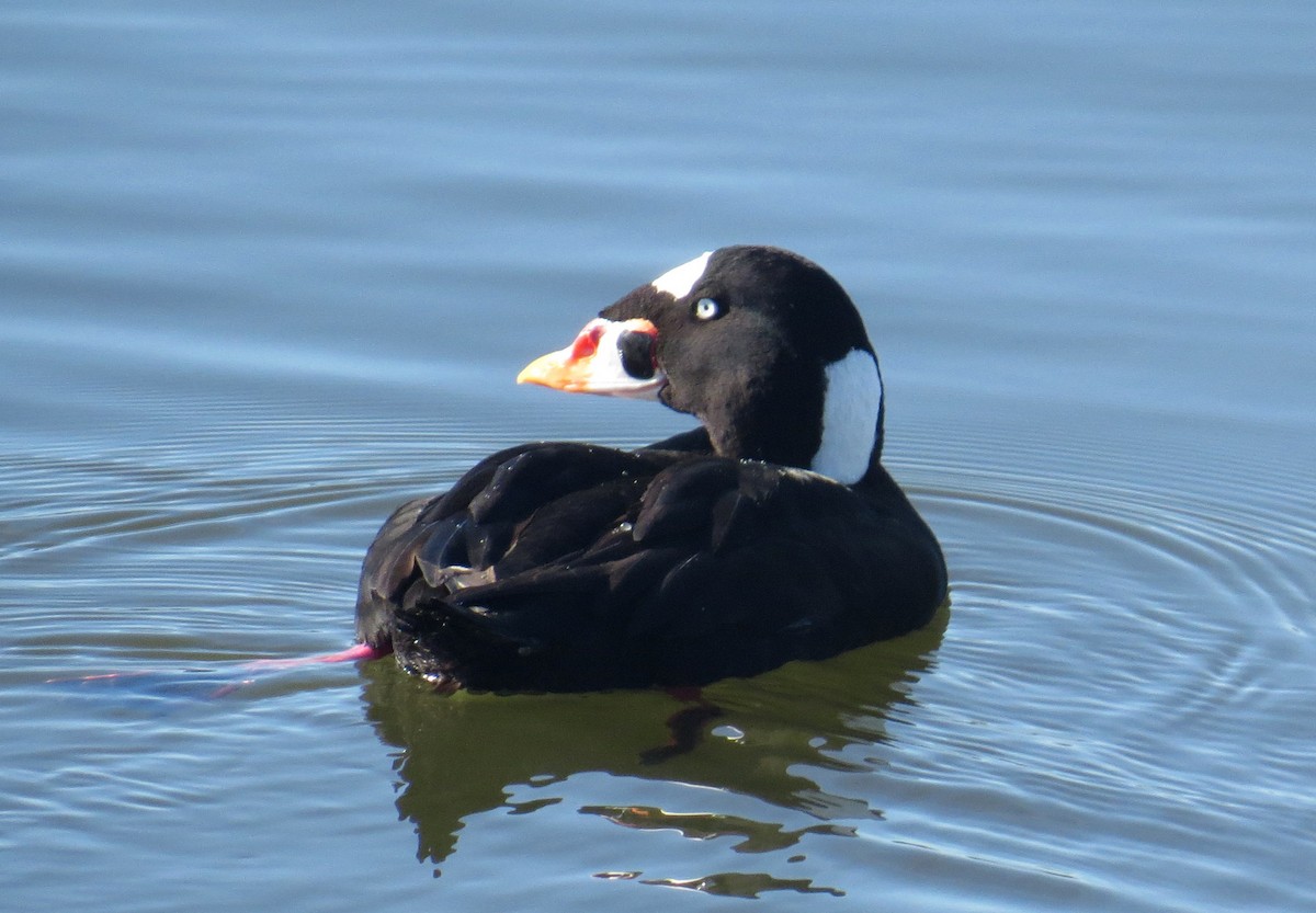 Surf Scoter - Sergey Pavlov