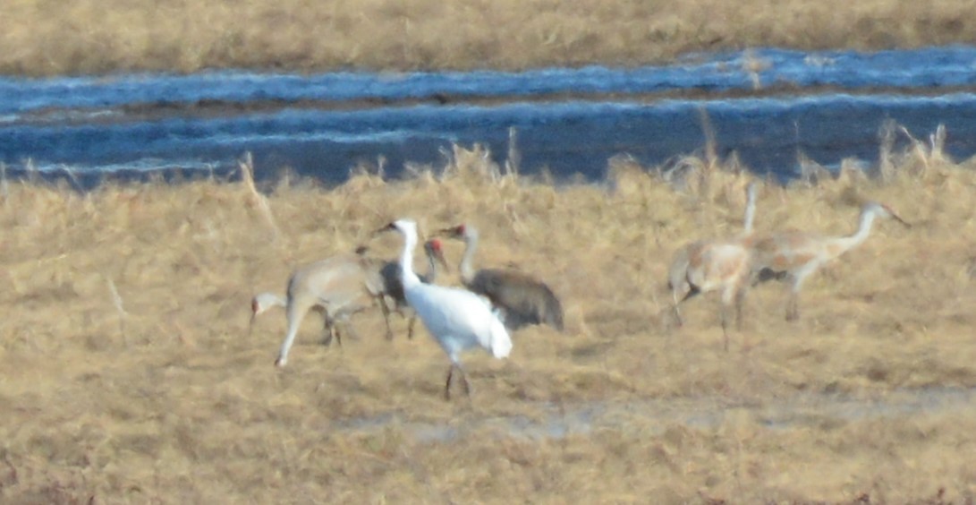 Whooping Crane - ML557455091