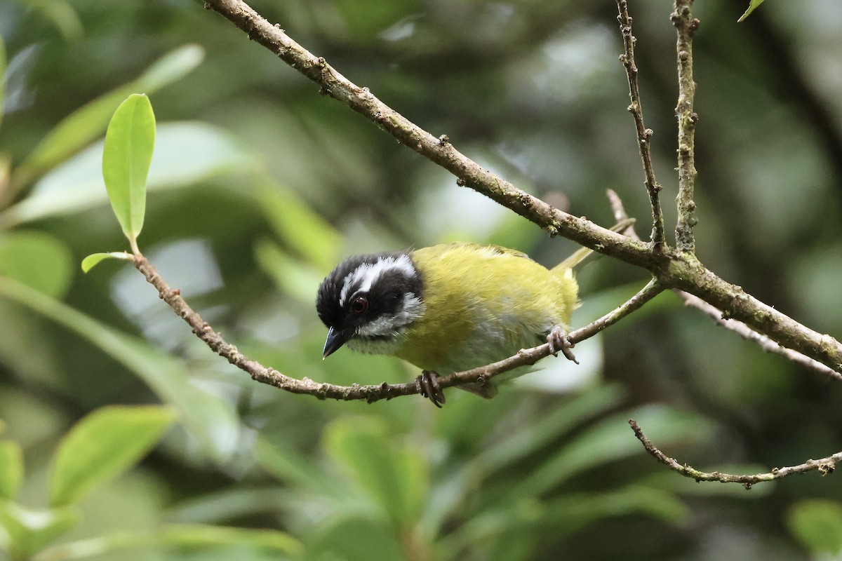 Sooty-capped Chlorospingus - E R