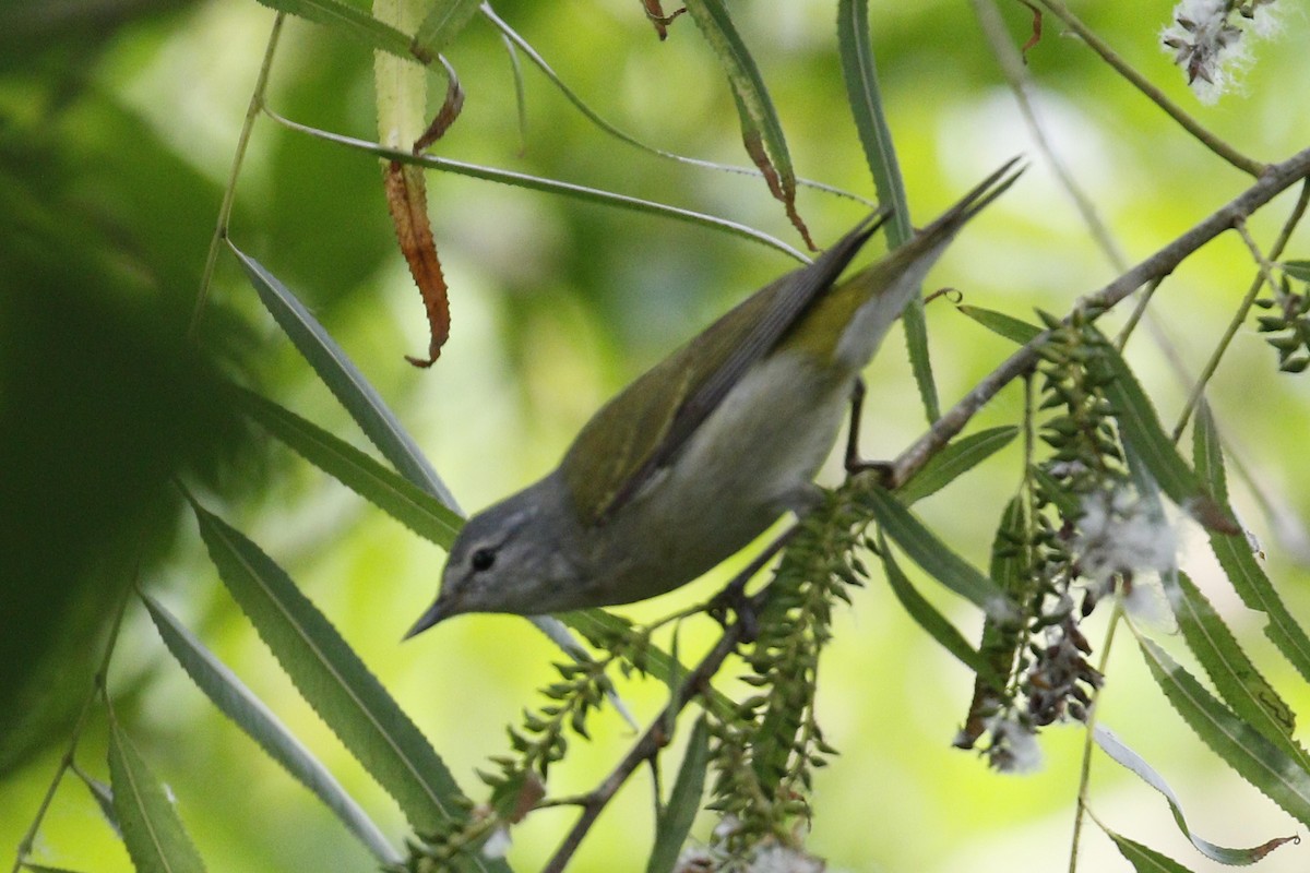 Tennessee Warbler - ML55745601