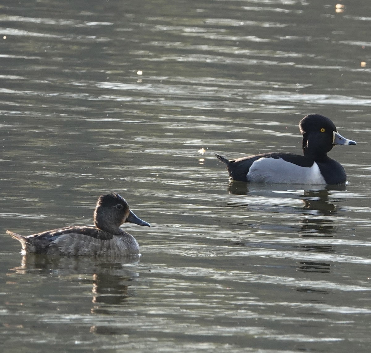 Ring-necked Duck - ML557456201