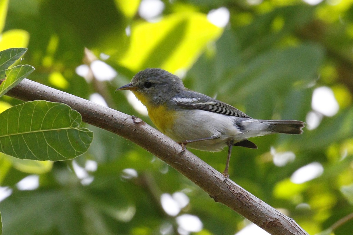 Northern Parula - Donna Pomeroy