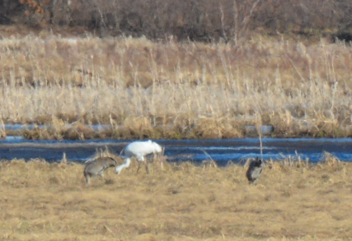 Whooping Crane - ML557456541