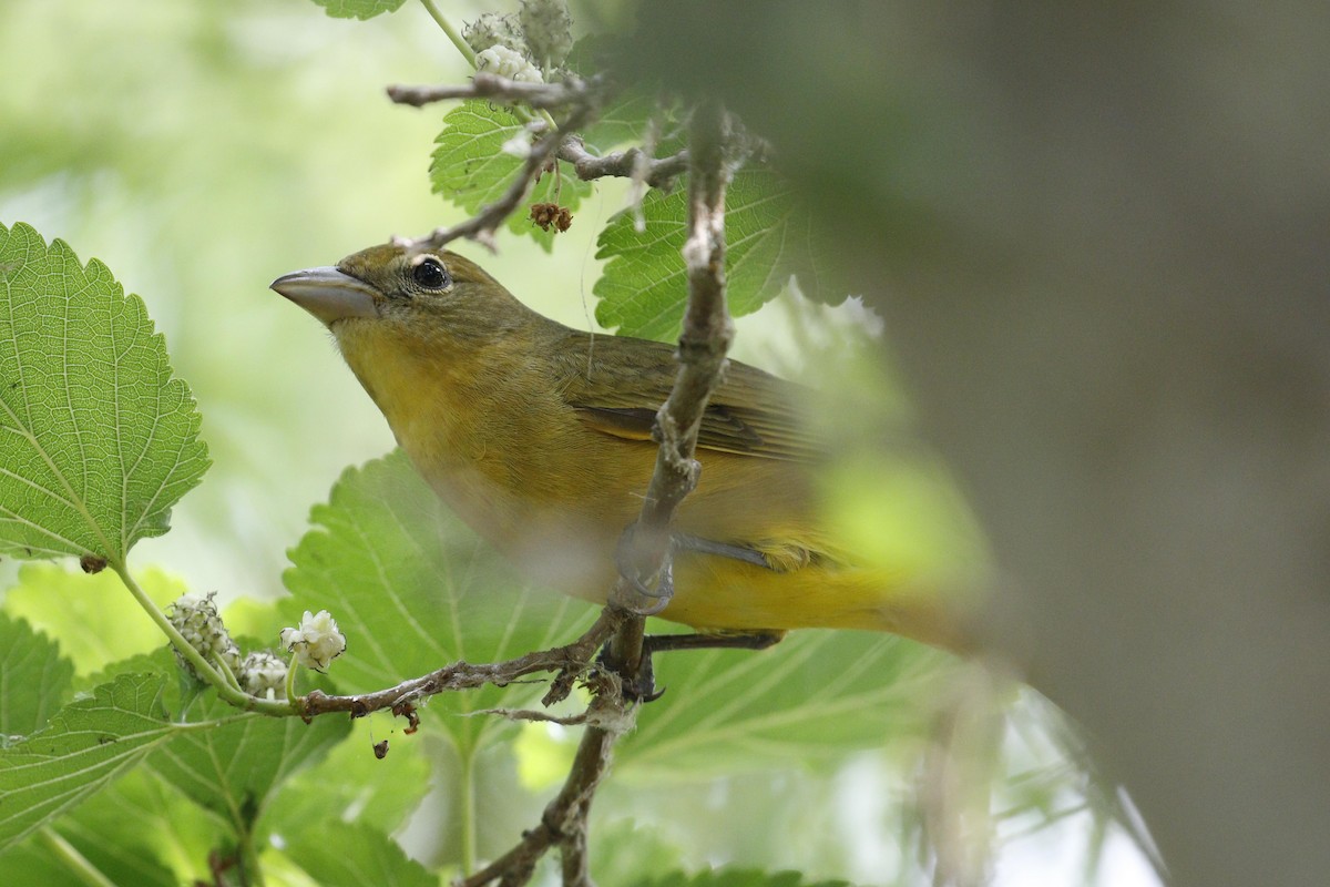 Summer Tanager - Donna Pomeroy