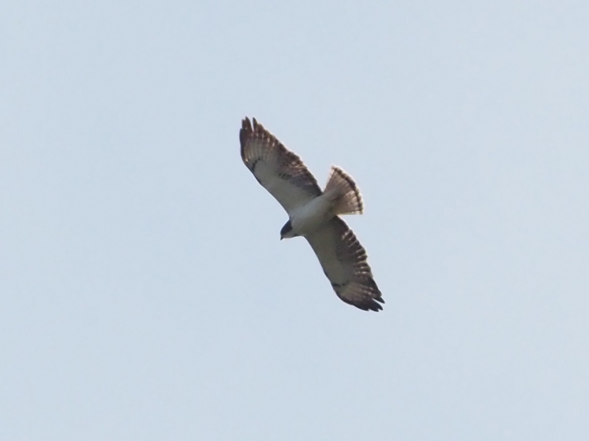 Short-tailed Hawk - ML557457421