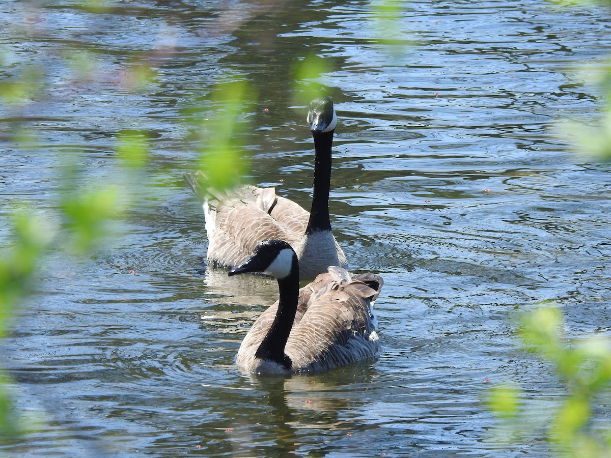 Canada Goose - Joe Sudomir