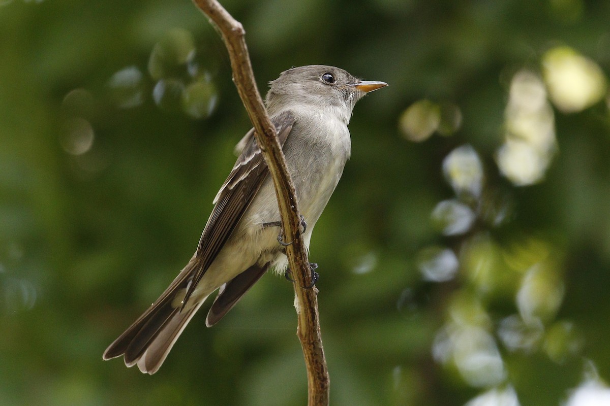 Eastern Wood-Pewee - ML55745761