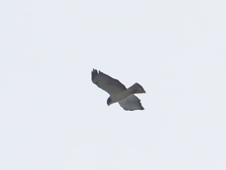 Short-tailed Hawk - ML557457671