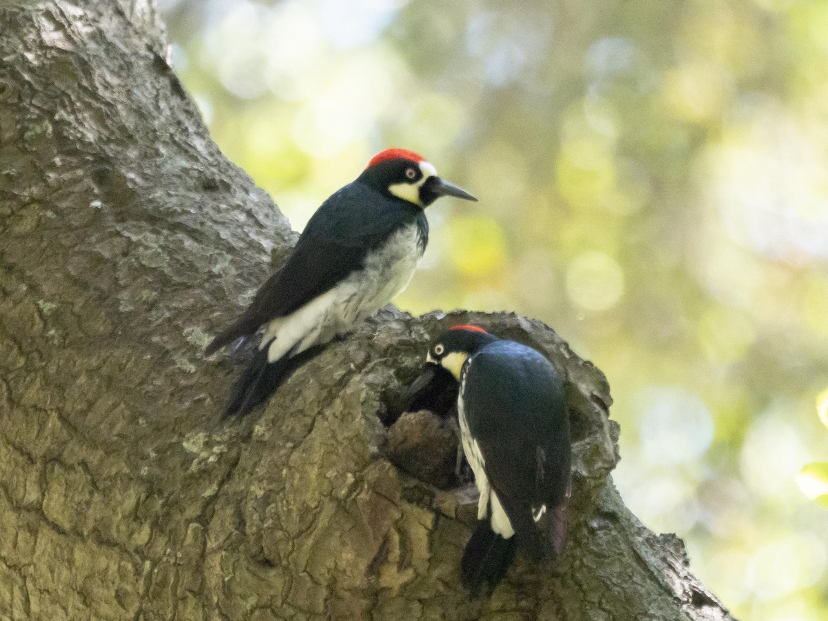 Acorn Woodpecker - ML557457831