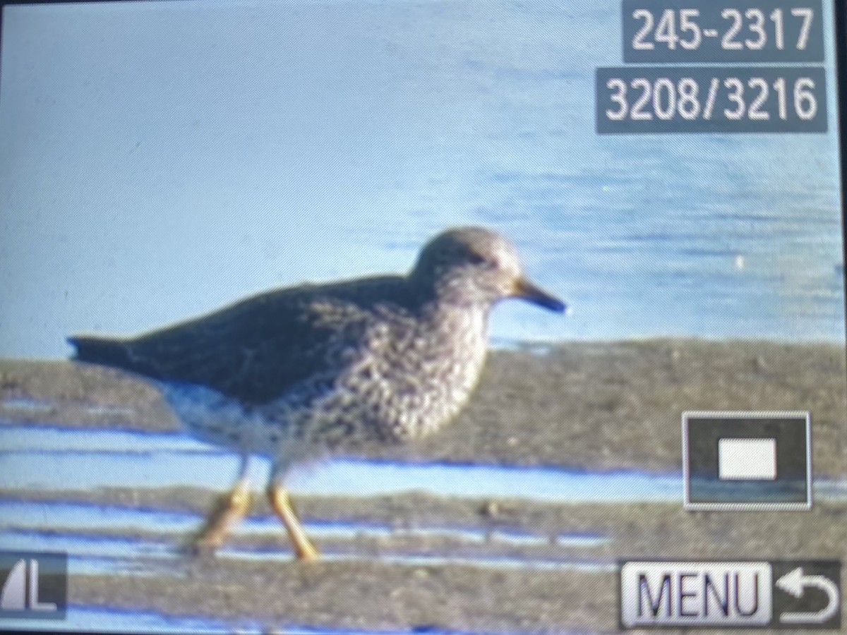 Surfbird - ML557457951