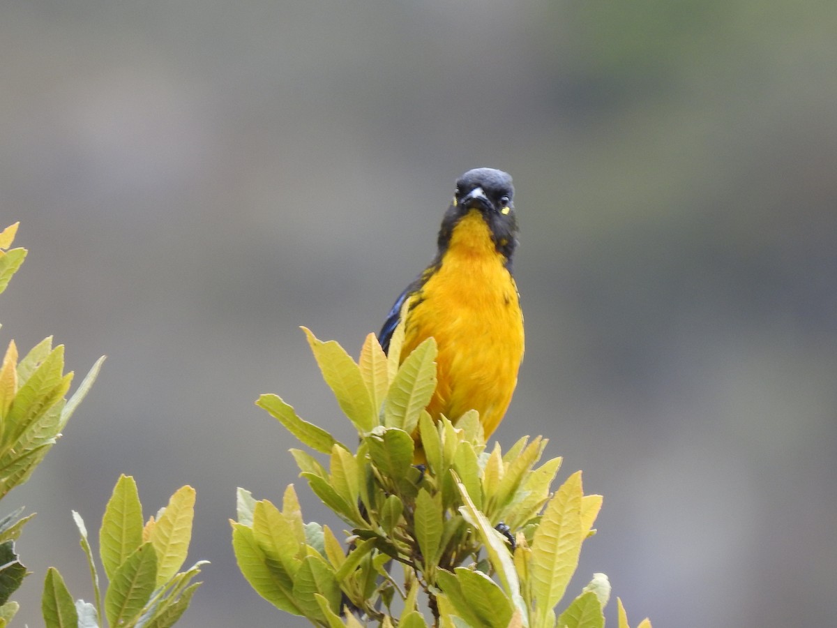 Lacrimose Mountain Tanager - ML557459041