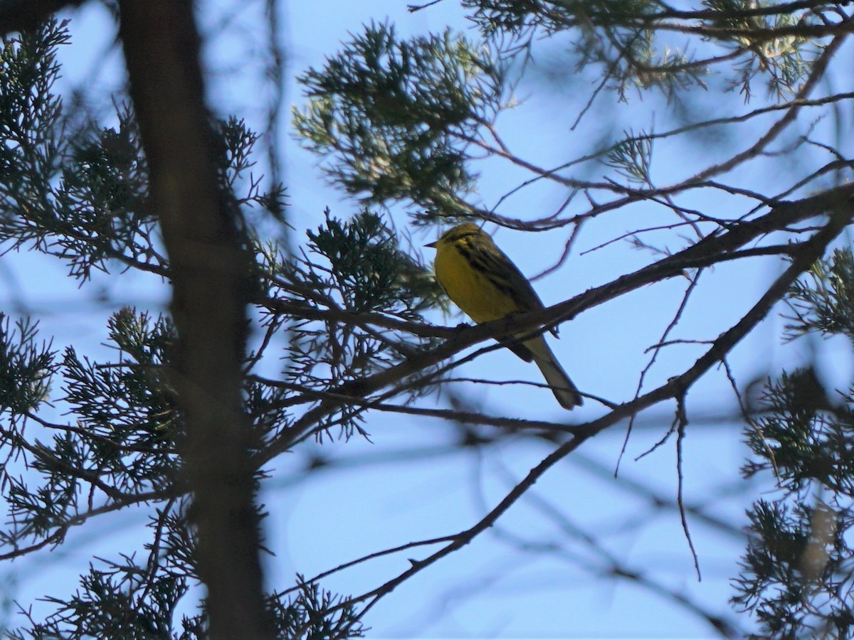 Prairie Warbler - ML557460001