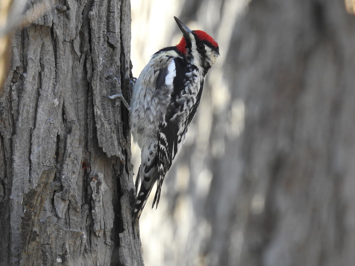 Yellow-bellied Sapsucker - ML557460011