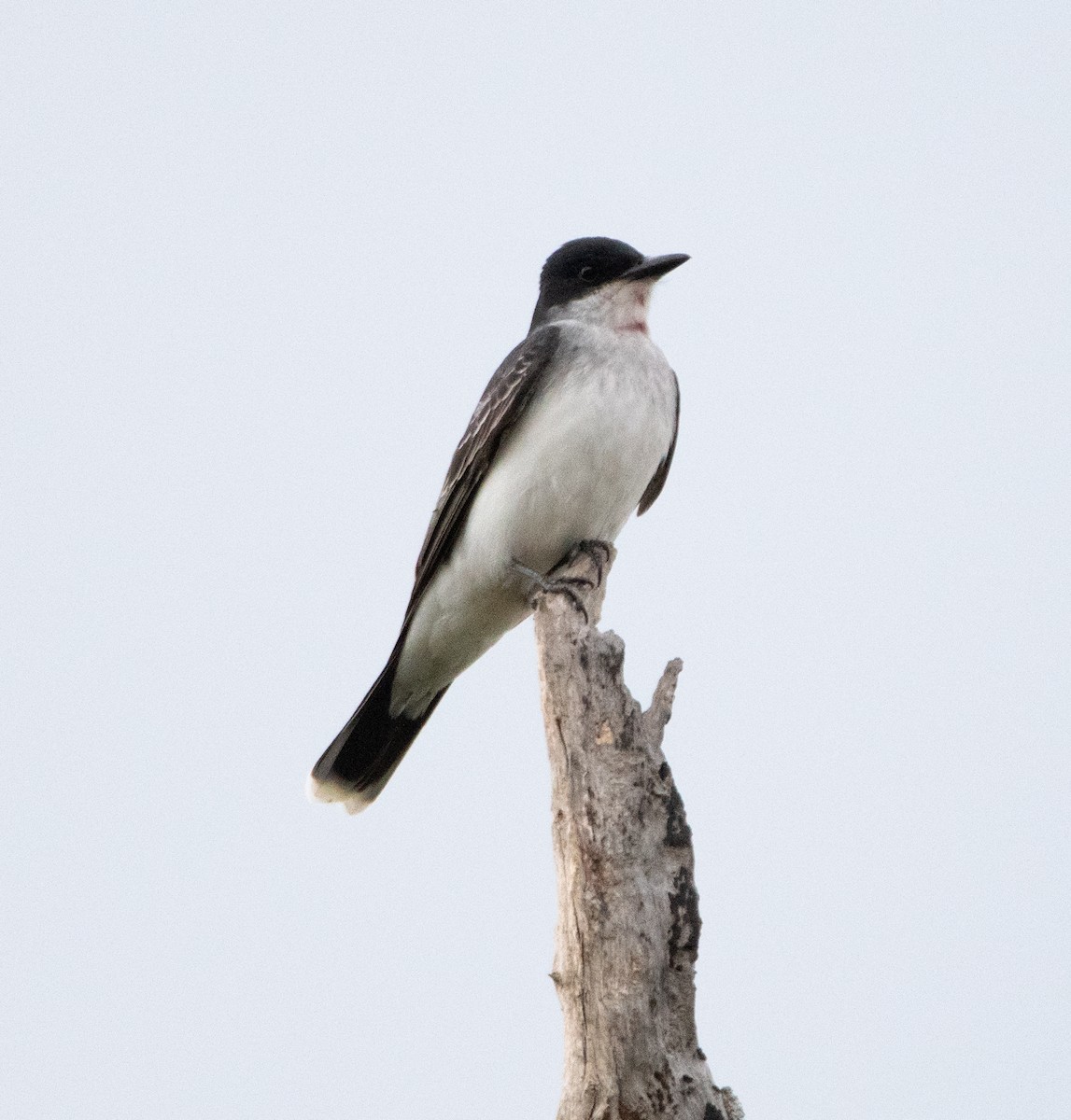 Eastern Kingbird - ML557460391