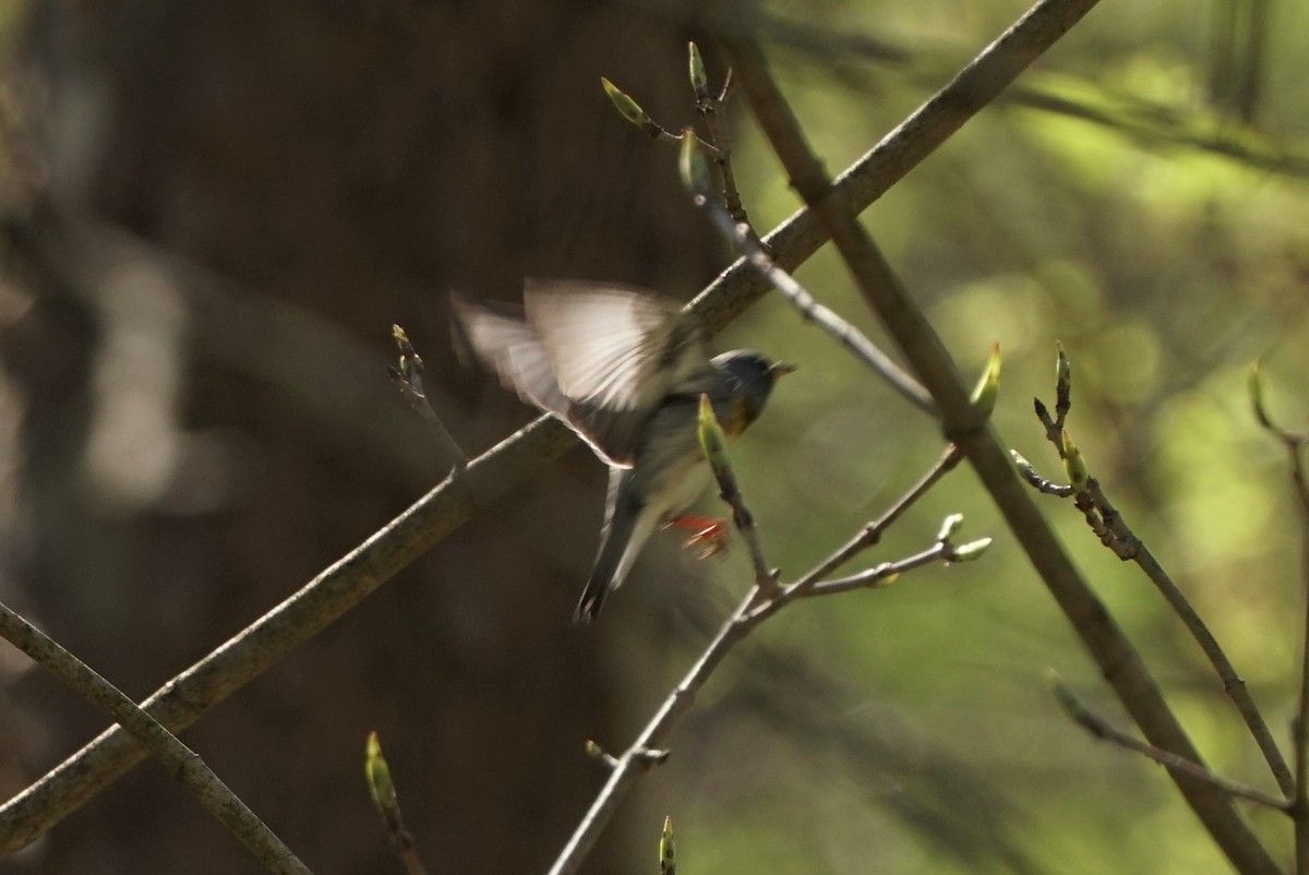 Northern Parula - ML557460841