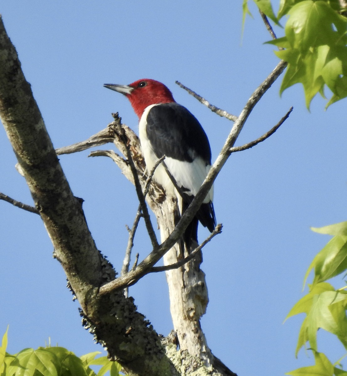 Red-headed Woodpecker - ML557461921