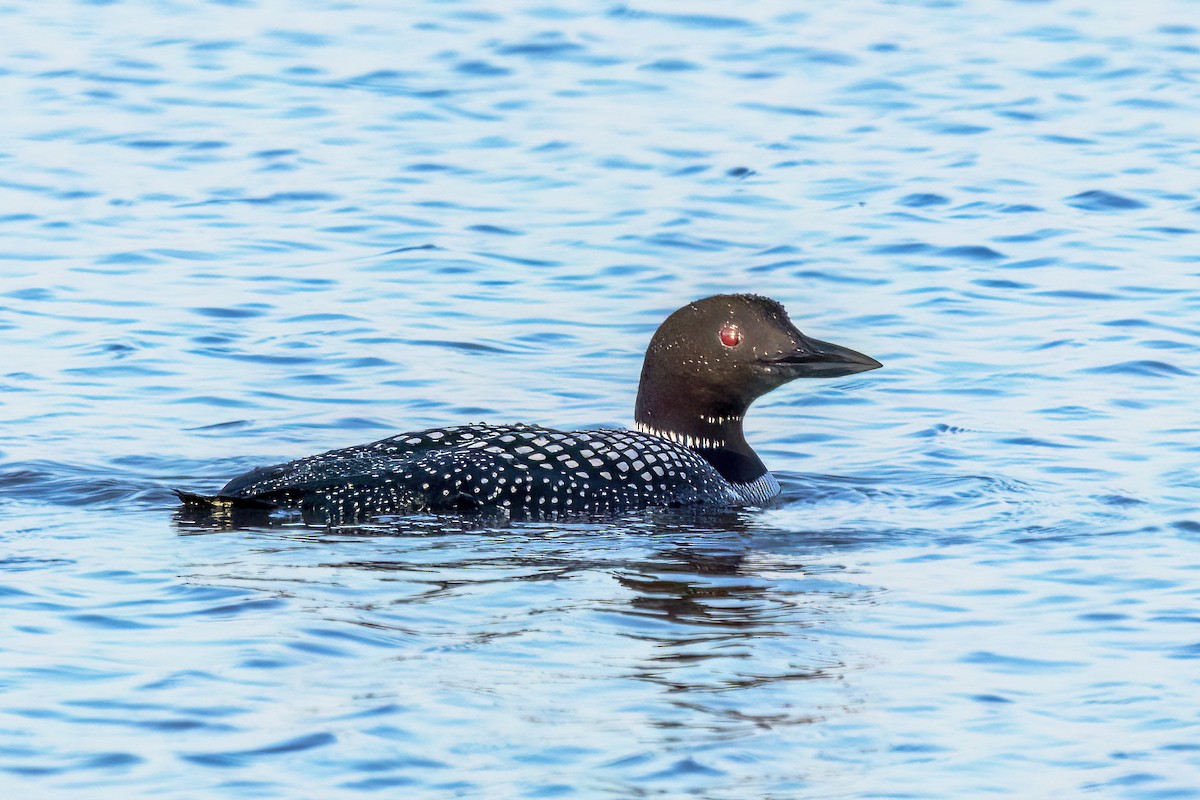 Common Loon - Al Caughey