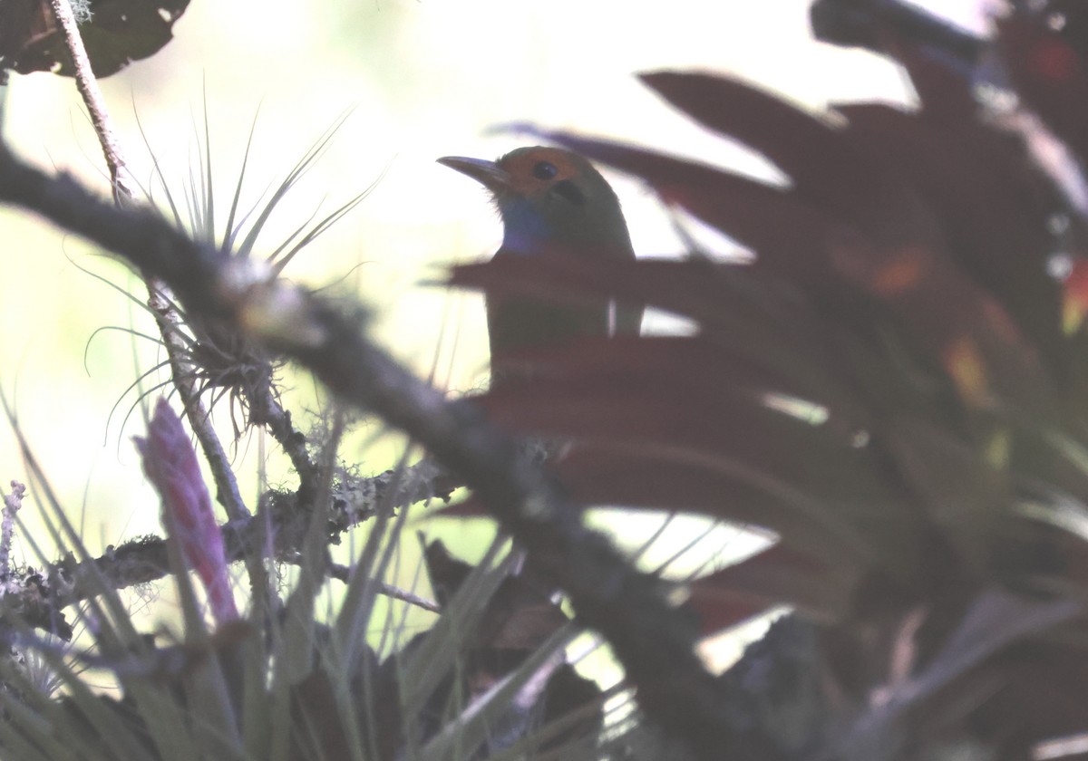 Blue-throated Motmot - Mark  Brown