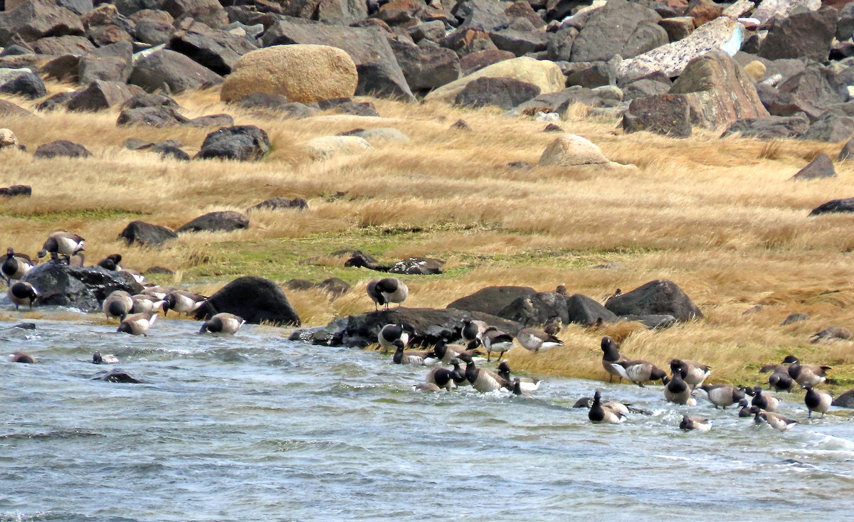 ringgås - ML557464111