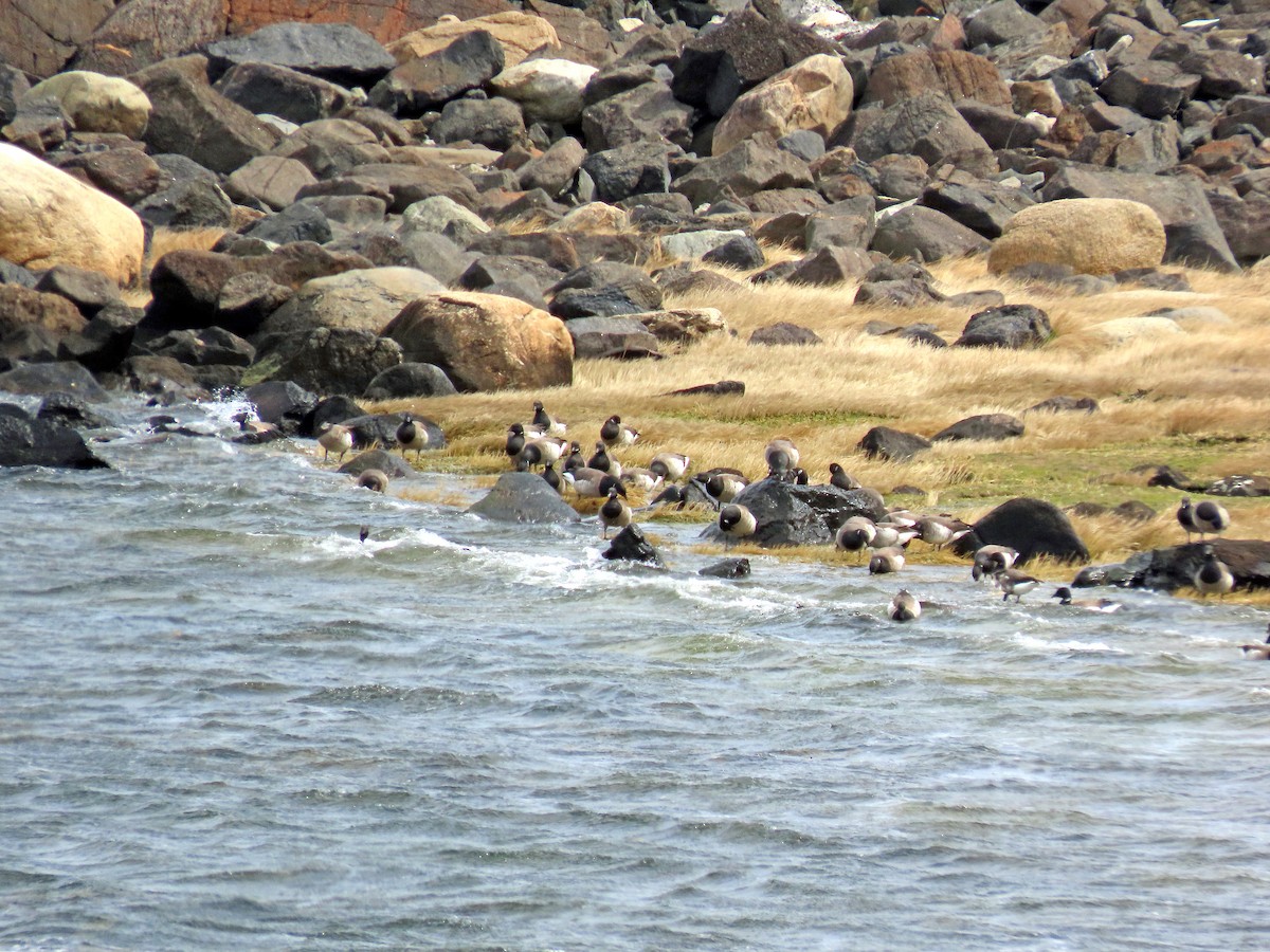 ringgås - ML557464121