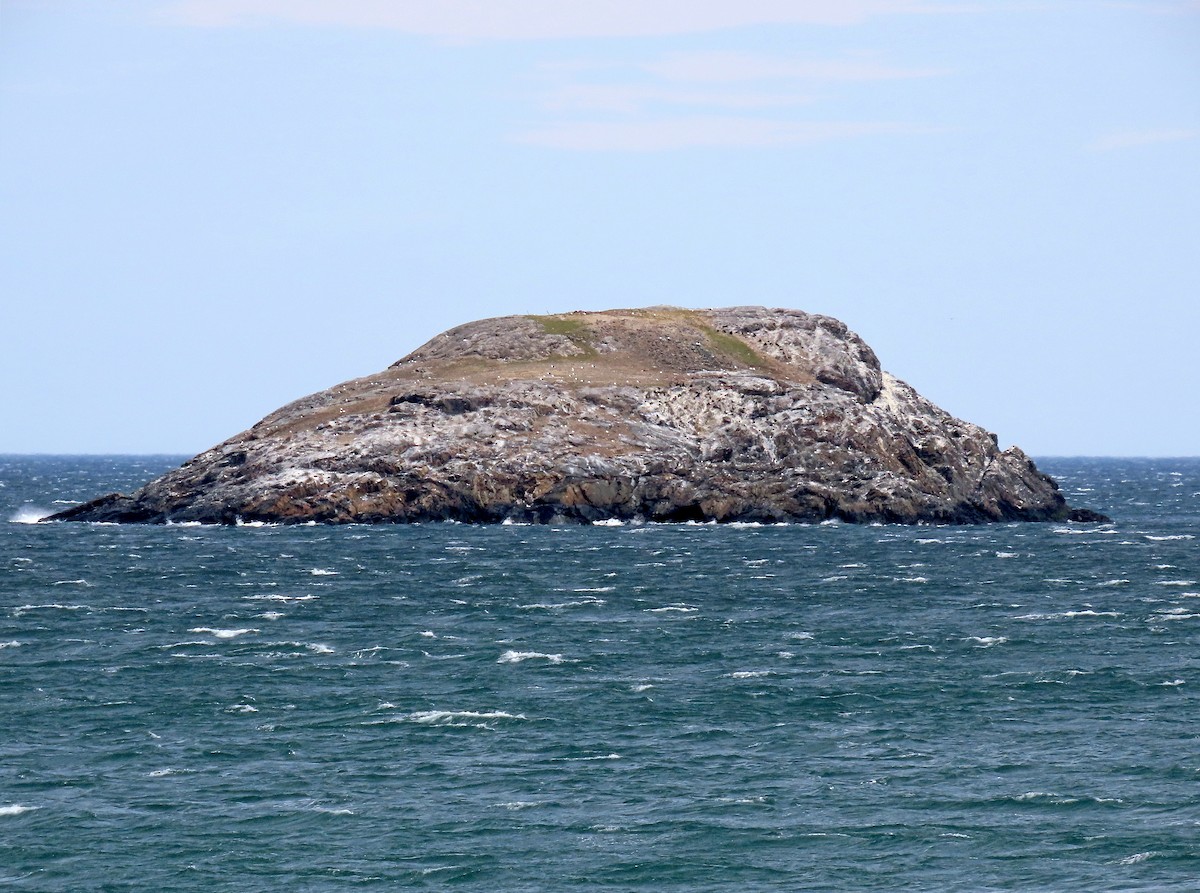 ub. måke (Larinae sp.) - ML557464131