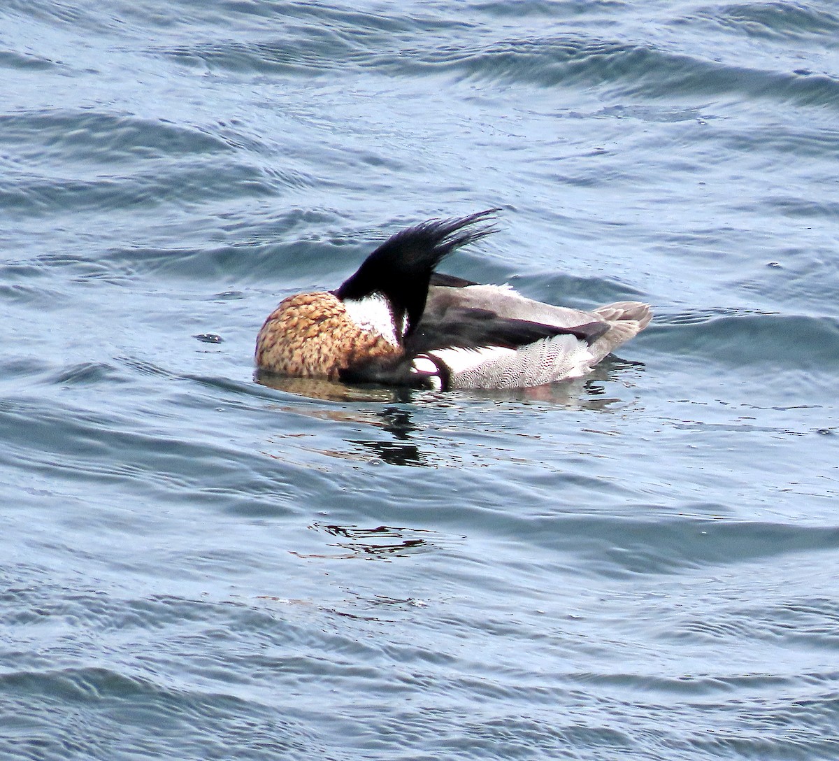 siland - ML557464421