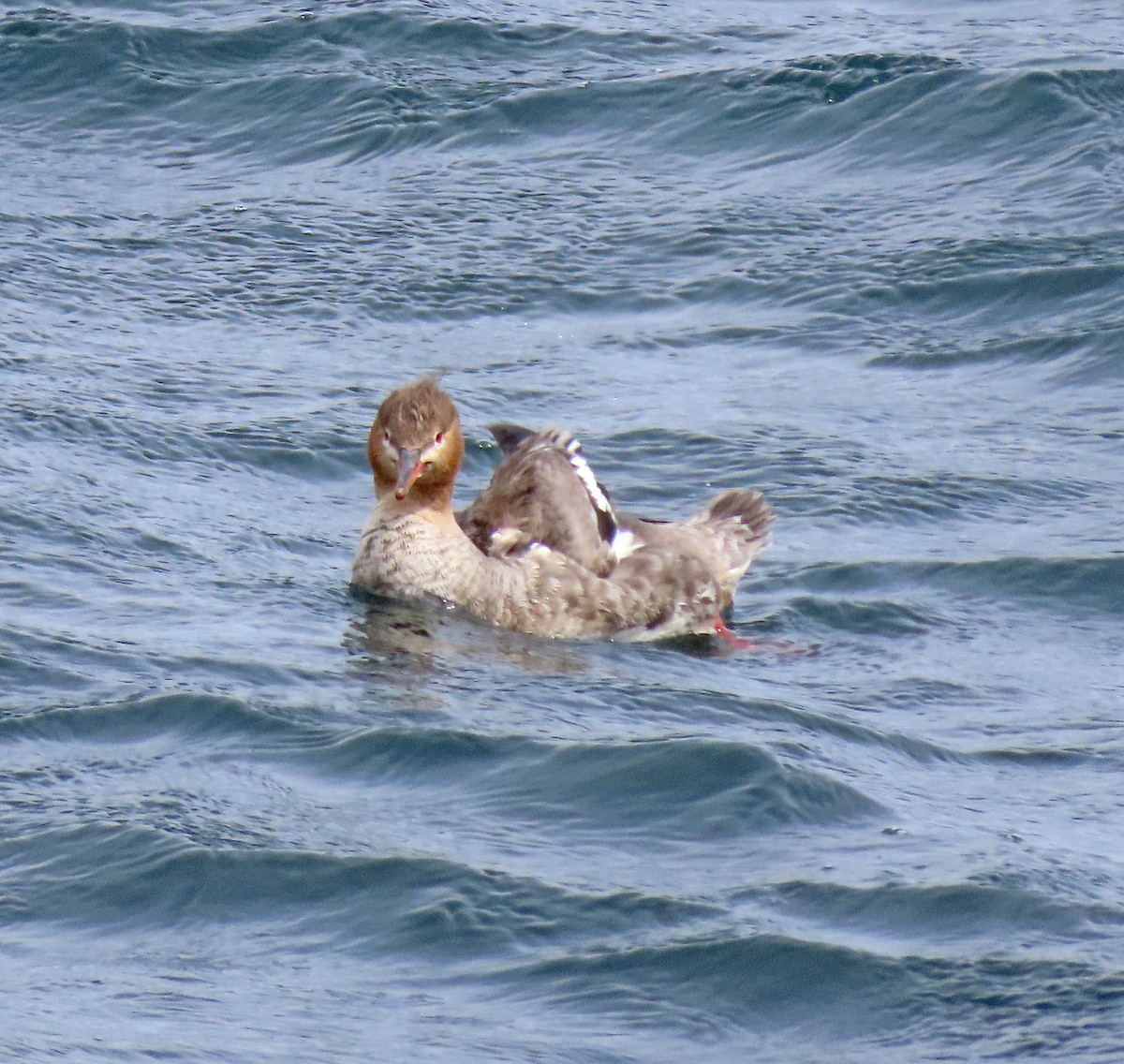 siland - ML557464431