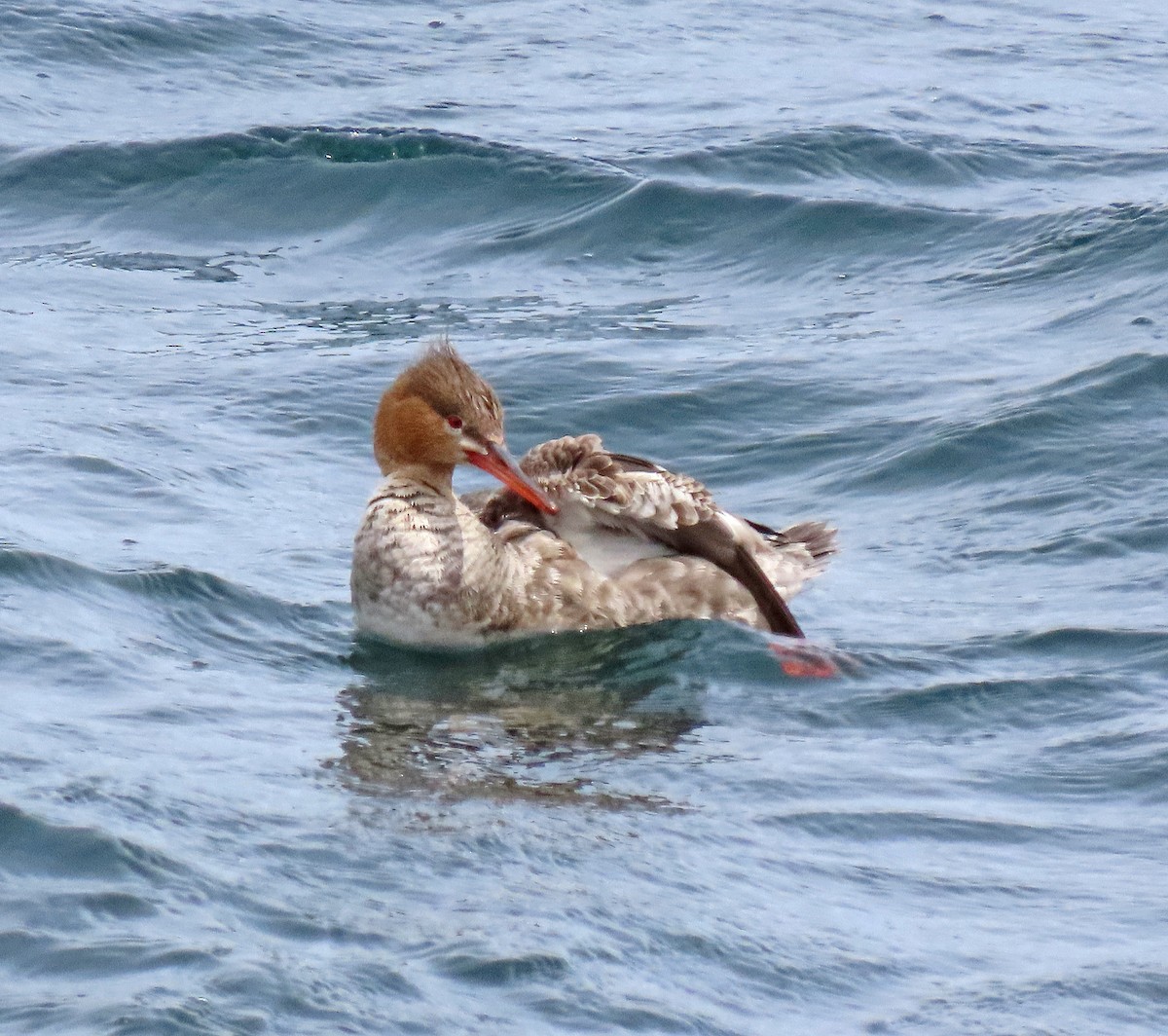 siland - ML557464441