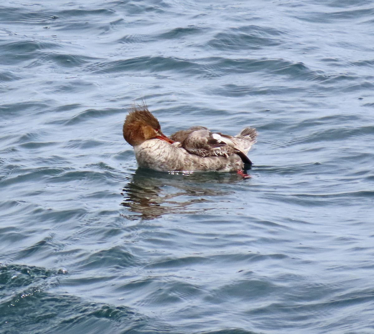 siland - ML557464451