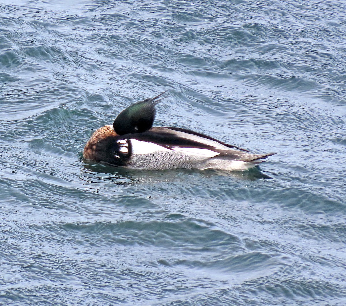 siland - ML557464461