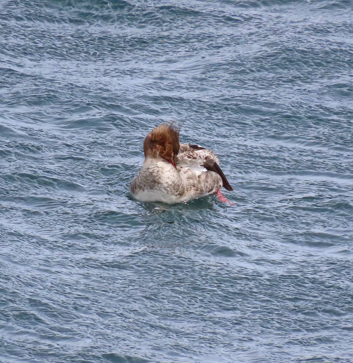 siland - ML557464471