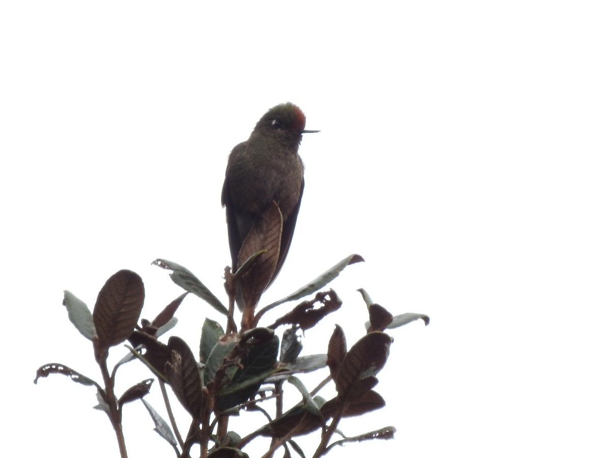 Rainbow-bearded Thornbill - ML557465501