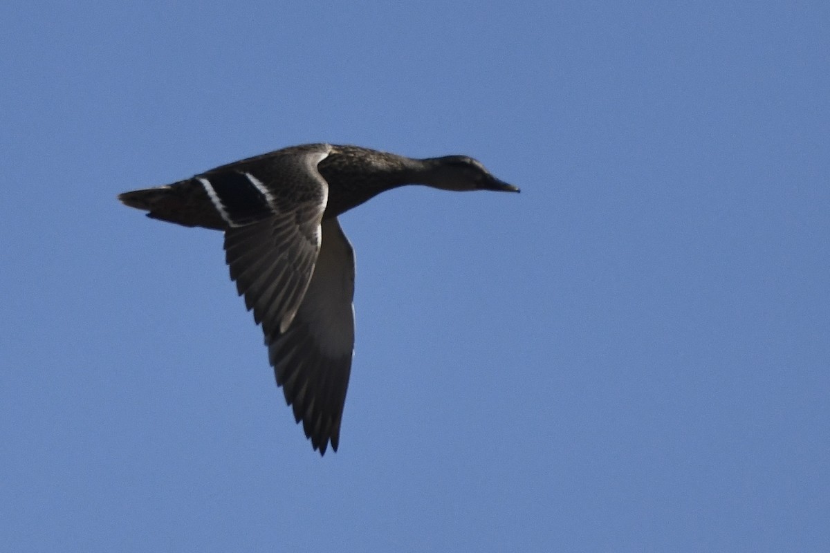 American Black Duck - Joseph Dougherty