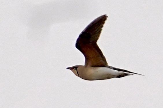 Oriental Pratincole - ML557466241