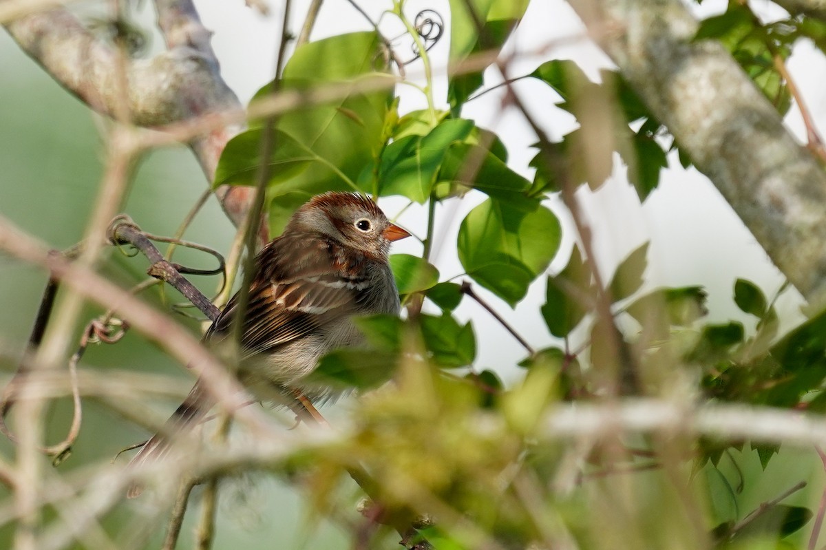 Field Sparrow - ML557466251