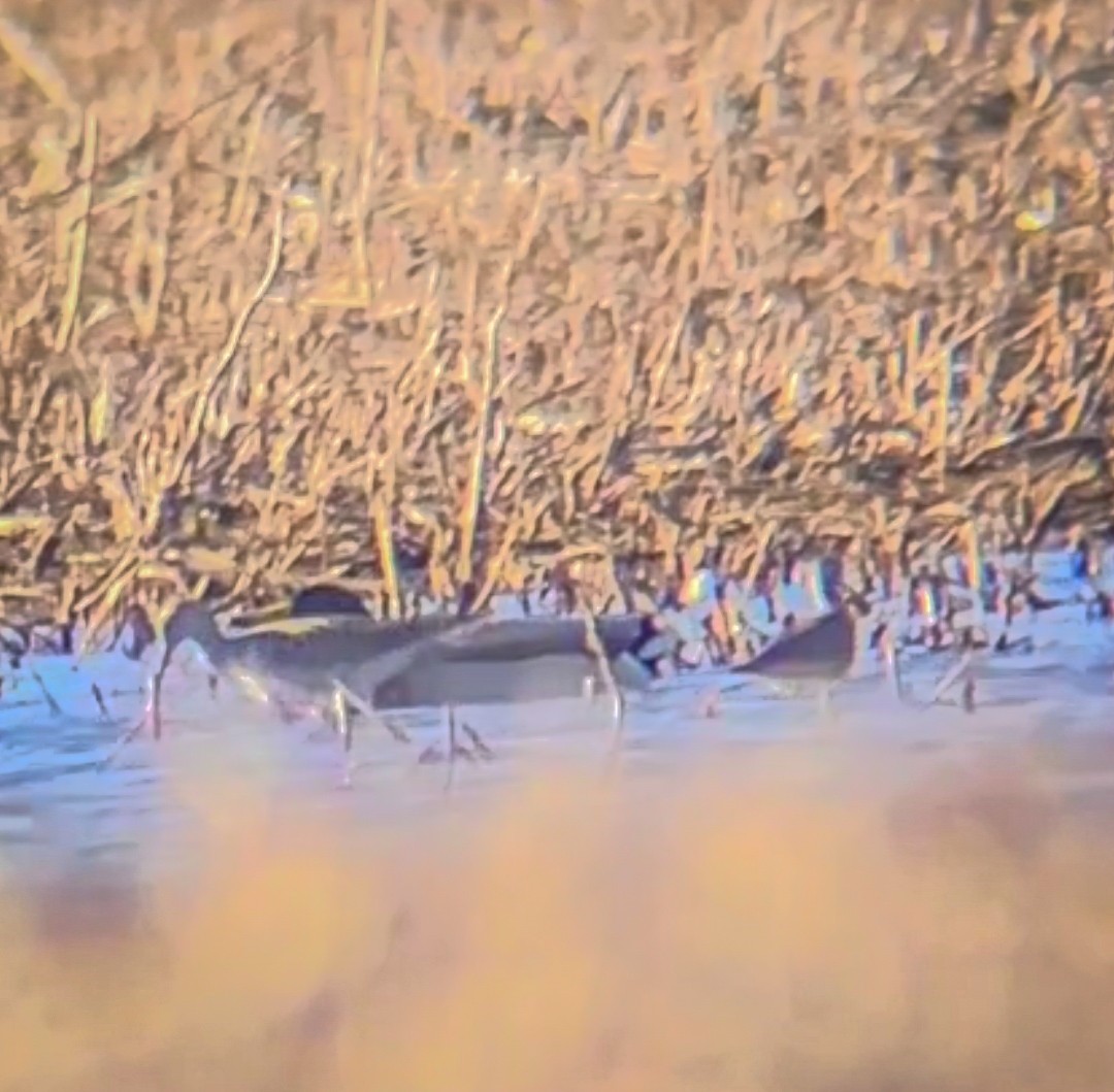 Greater Yellowlegs - ML557466591