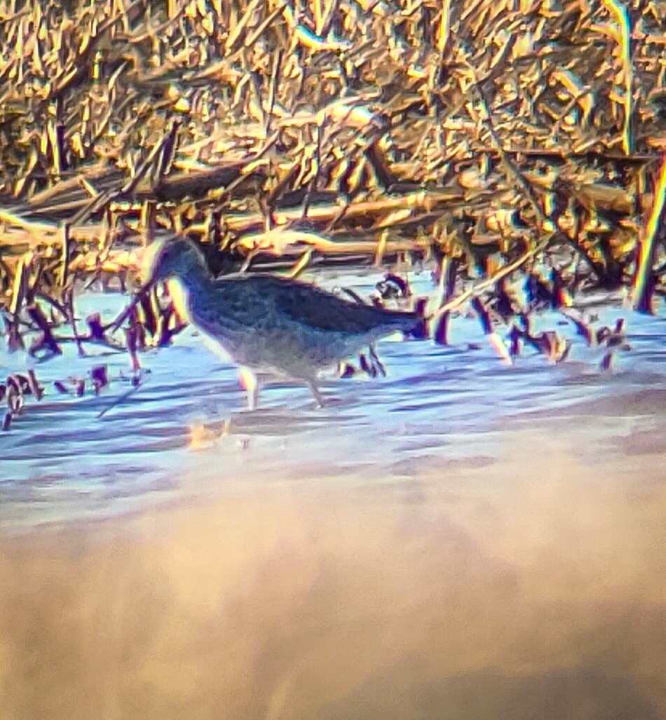 Greater Yellowlegs - ML557466611