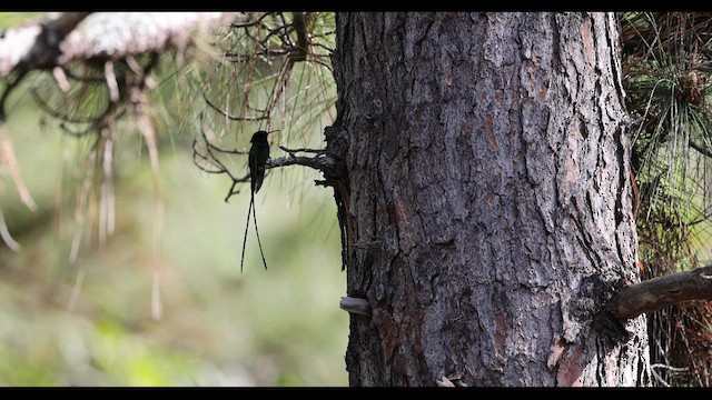 Red-billed Streamertail - ML557467601