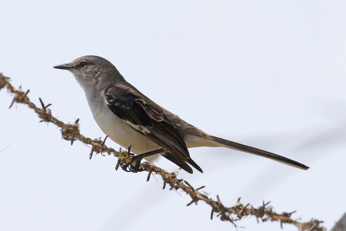 Northern Mockingbird - ML55746831