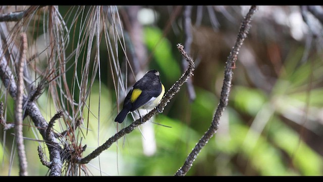 Bananaquit (Greater Antillean) - ML557470871