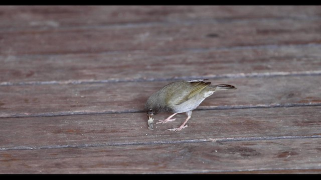 Black-faced Grassquit - ML557471061
